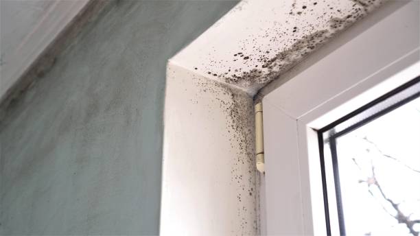 Best Mold Remediation for Specific Building Types in Northport, AL