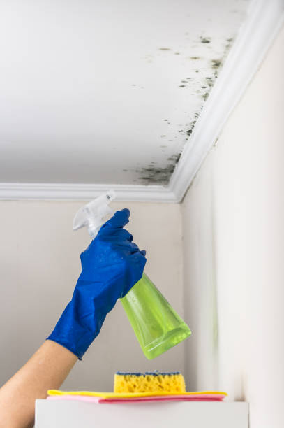 Best Attic Mold Remediation in Northport, AL
