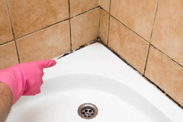 Best Industrial Mold Remediation in Northport, AL
